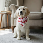 White dog wearing a Valentine’s Day dog bandana sitting on a carpeted floor.