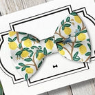 Lemon dog bow tie or cat bow tie for collar accessory.