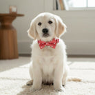 White puppy wearing a red dog bow tie for Valentine’s Day sitting on a carpeted floor.