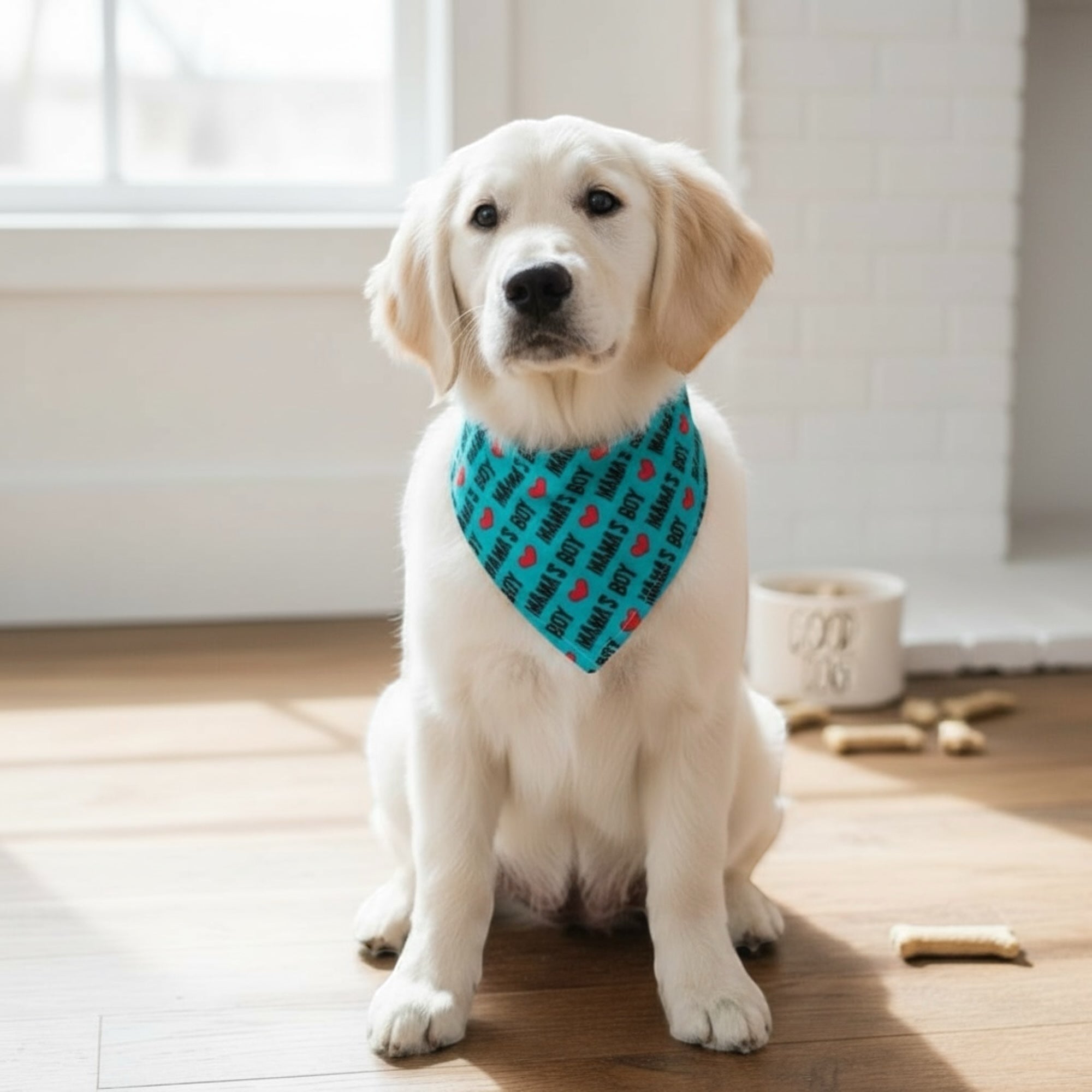 White dog wearing a blue Valentine’s Day dog bandana with red patterns sitting on a wooden floor.