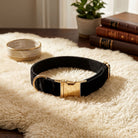 Black velvet dog collar with gold clasp on a faux fur rug.