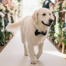 Dog wearing a black dog bow tie for a wedding dog ring bearer standing on a white carpet with floral decorations in the background