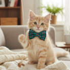 Valentines Day cat bow tie on a young cat.