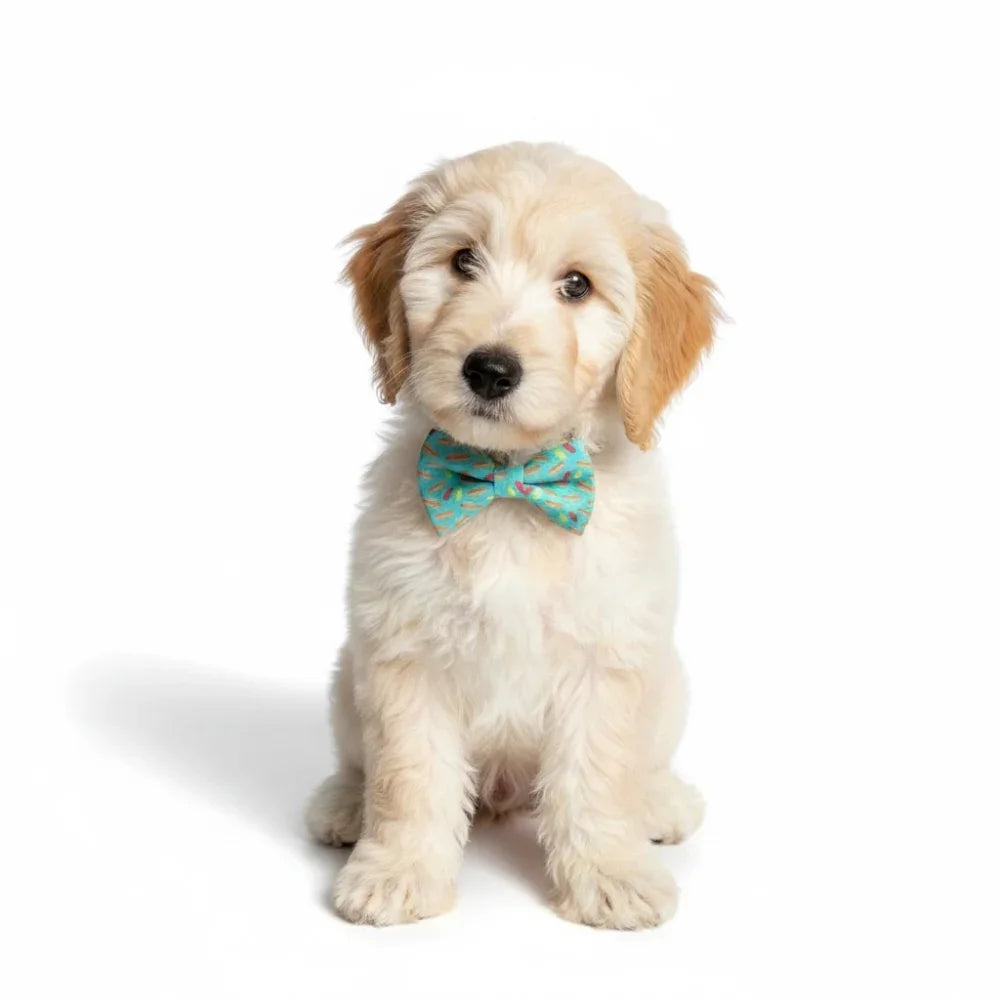 Dog bow tie with hot dogs worn by a white puppy standing on a white background.