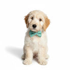 Dog bow tie with hot dogs worn by a white puppy standing on a white background.