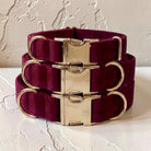 Velvet dog collars in burgundy velvet and gold clasps.