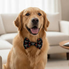 Golden retriever wearing a Valentine’s Day Mama’s Boy dog bow tie with hearts indoors