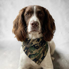 Dog wearing a camouflage bandana on a plain background