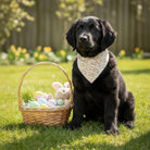 Black dog wearing an Easter dog bandana sitting on grass next to an Easter basket with eggs and a plush bunny toy.