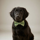 Black dog wearing a St. Patrick’s Day green bow tie against a neutral background