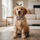 Golden retriever puppy wearing a “Daddy's Girl” Valentine's Day Dog Bow Tie for Dog Collar and Cat Collar