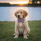 Dog wearing a Fourth of July dog bow tie sitting by a lake at sunset