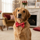 Red Valentine’s Dog bow tie.