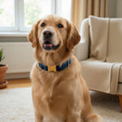 Golden retriever sitting in a living room with a blue velvet dog collar with gold clasps.