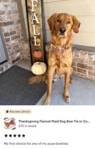 Golden retriever dog in an autumn dog bow tie 