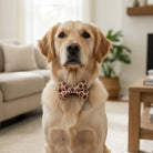 Dog wearing a Valentine’s Day dog bow tie sitting in a living room