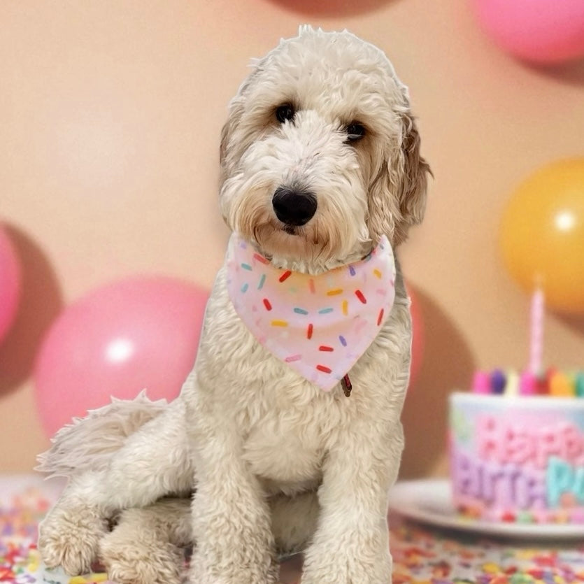 Birthday Cupcake Sprinkles Dog Bandana being worn by a dog at a dog birthday party