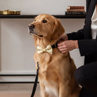A golden retriever wearing a gold bow tie is being dressed by a person in a black suit.