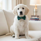 White puppy wearing a green St. Patrick’s Day dog bow tie sitting on a couch.