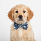 Dog wearing a Bad to the Bone Dog Bow Tie – Dog & Cat Collar Accessory