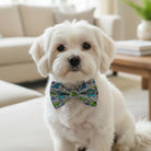 Small white dog wearing a blue and green dinosaur bow tie in a living room setting