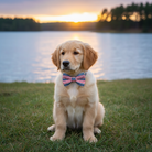 Dog wearing a Fourth of July dog bow tie sitting by a lake at sunset