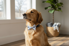 French Blue Floral Dog Bow Tie Collar