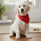 Valentines Day Dog Bandana | Red Heart Dog Valentine Bandana for Dog Gift On a white retriever puppy.