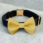 Black velvet dog collar with a gold dog bow tie on a gray surface for a wedding, Christmas or New Years Eve.