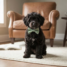 Black dog wearing a green St. Patrick’s Day dog bow tie sitting on a rug in a room with a brown armchair.
