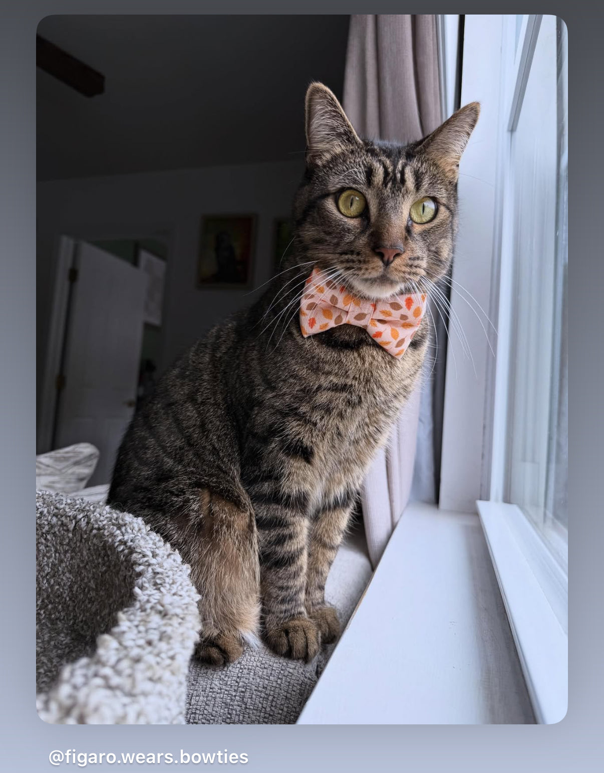 Cat in an orange bow tie with leaves for fall.