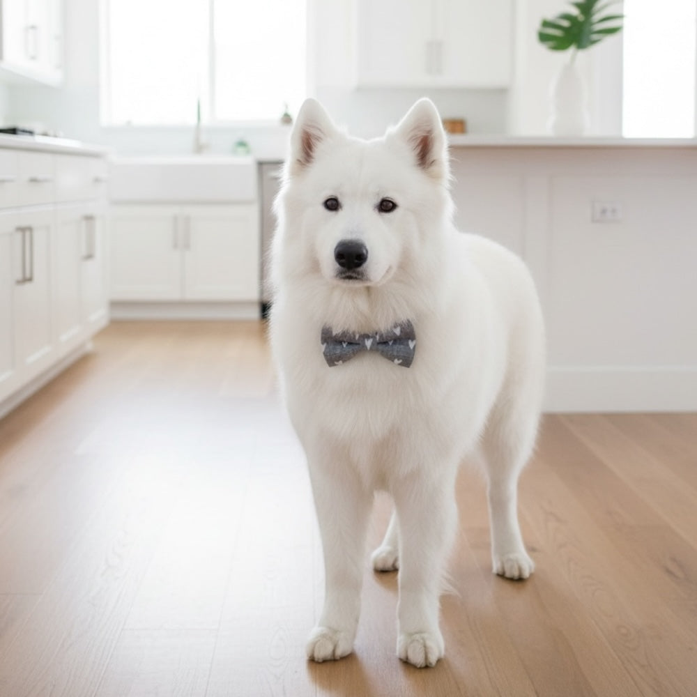 White dog wearing a heart dog bow tie standing on a wooden floor in a bright kitchen.