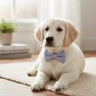 White puppy wearing an Easter dog bow tie in navy blue seersucker fabric sitting on a floor.
