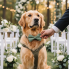 Dog wearing a Sage green bow tie and harness at a wedding ceremony with floral decorations and lights.