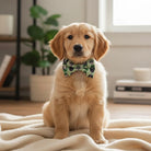 Golden puppy wearing a green dog bow tie sitting on a blanket in a cozy room.