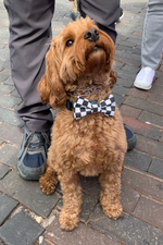 Load image into Gallery viewer, Checkered Flag Bow Tie for Dog Collar and Cat Collar
