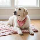 Dog wearing a pink heart dog bandana sitting on a pink blanket in a room with windows.
