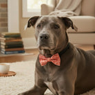 Dog wearing a pink Valentines Day dog bow tie sitting on a carpeted floor in a living room.