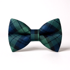 Christmas Green and blue plaid bow tie on a white background