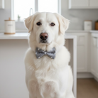 White dog wearing a gray Valentines Day dog bow tie in a kitchen setting