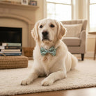 Golden puppy wearing a green dog bow tie sitting on a blanket in a cozy room.