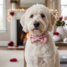 White dog wearing a Valentine’s Day pink plaid dog bow tie in a cozy living room with festive decorations.