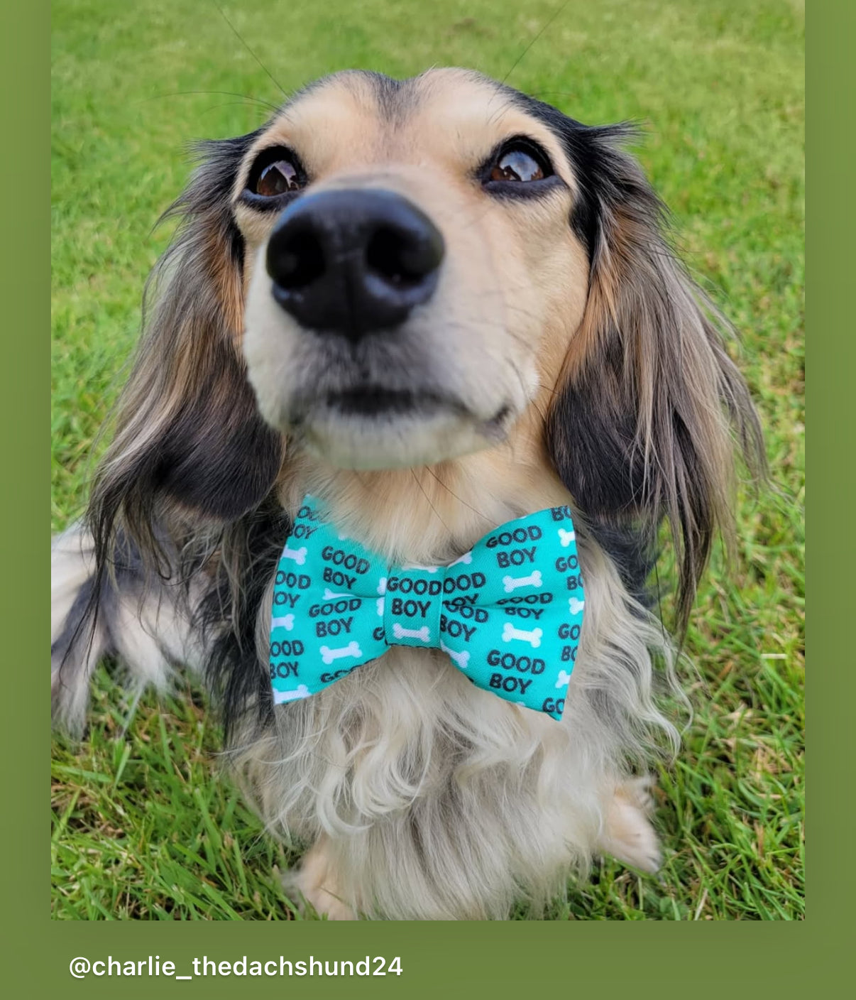 Dog wearing a blue bow tie that says “Good Boy”