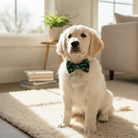 White puppy wearing a green St. Patrick’s Day dog bow tie sitting on a couch.