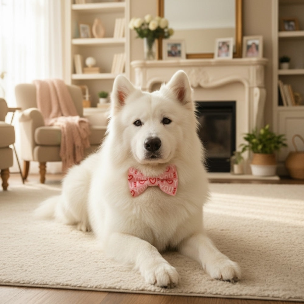 White dog wearing a pink Valentine’s Day dog bow tie sitting on a carpeted floor in a cozy living room.