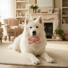 White dog wearing a pink Valentine’s Day dog bow tie sitting on a carpeted floor in a cozy living room.