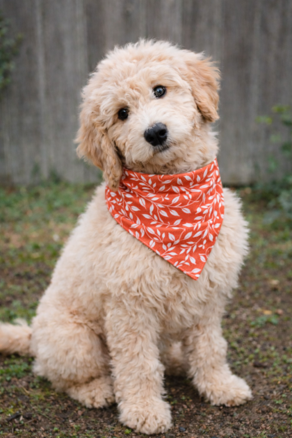 Fluffy dog wearing an orange fall bandana with a leaf pattern sitting outdoors.