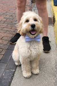 Navy Blue Seersucker Bow Tie for Dog and Cat Collar