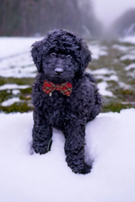 Load image into Gallery viewer, Red Tartan Plaid Bow Tie for Dog Collar or Cat Collar
