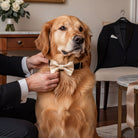 A golden retriever wearing a gold bow tie is being dressed by a person in a tuxedo, with a tuxedo jacket and tie visible in the background.